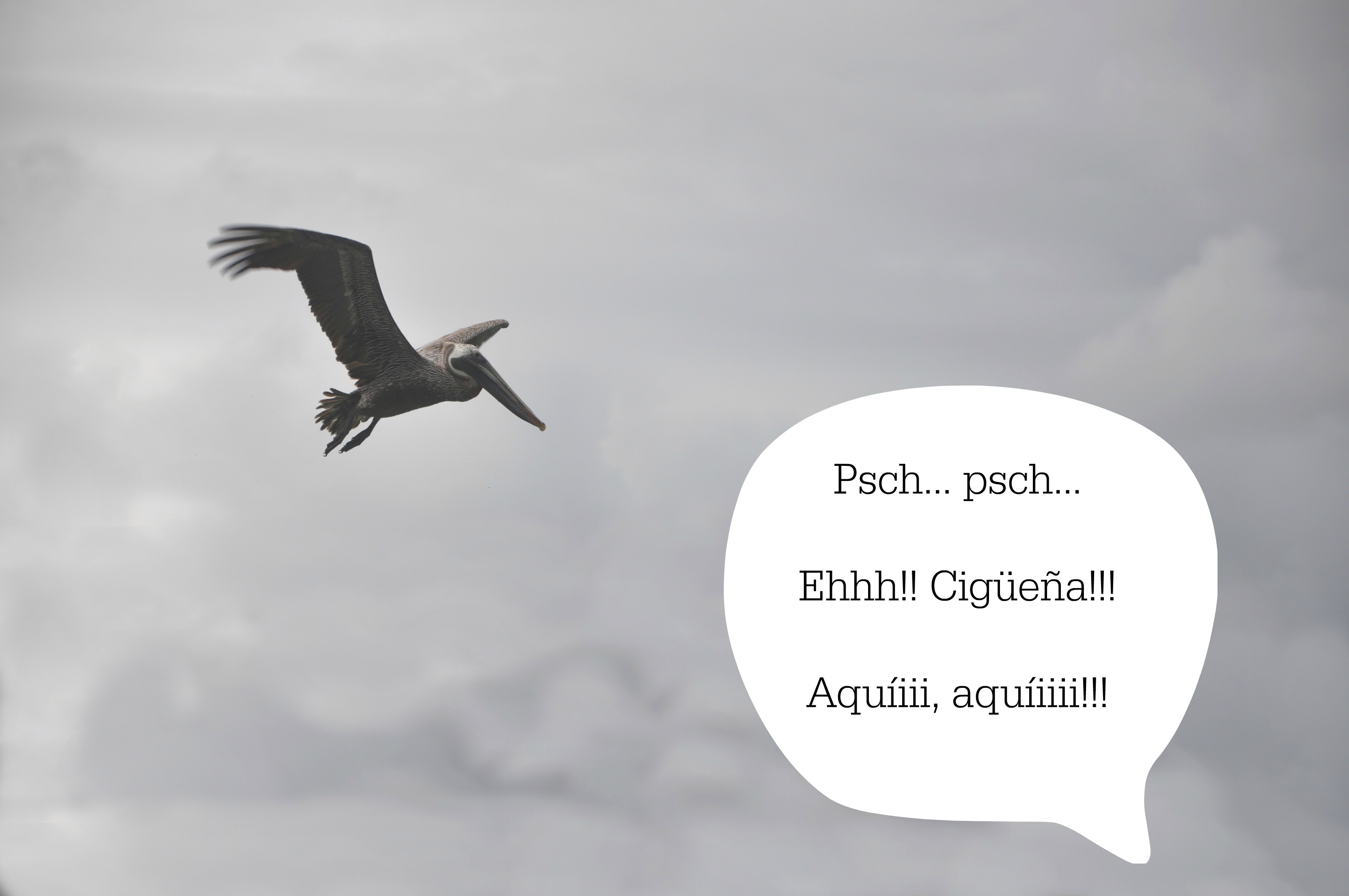 stork cigueña eidtado